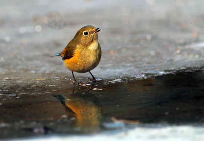 雌性红胁蓝尾鸲（23）