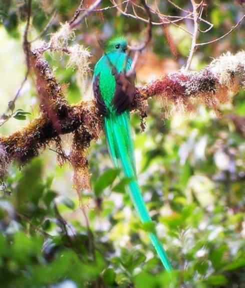猎奇：长尾鸟雀（咬鹃和寿带鸟）