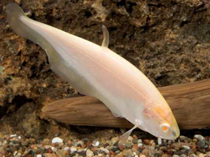 鱼类活化石：铠甲弓背鱼