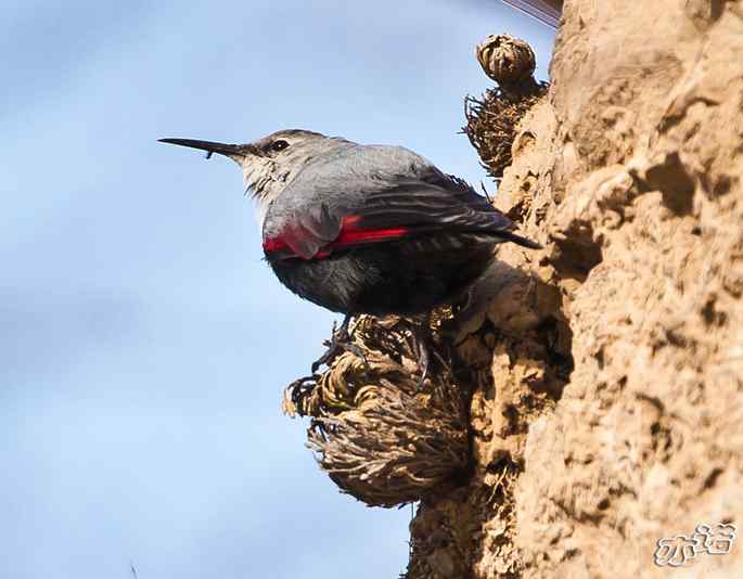 永定河峡谷 wbr路 wbr红翅旋壁雀 永定河峡谷 wbr路 wbr红翅旋壁雀