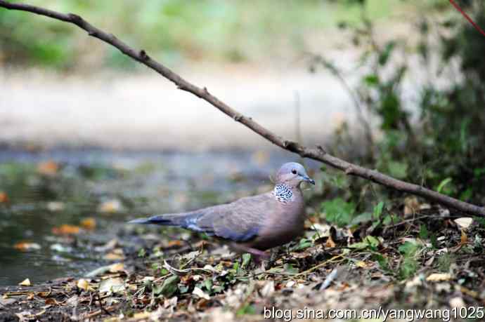 珠颈斑鸠（随拍）1