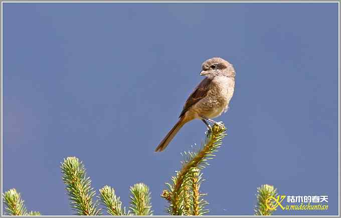 最后的夏天——剩鸟【照片】