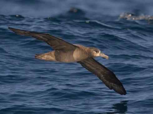 猎奇：奇特的鸟喙之七