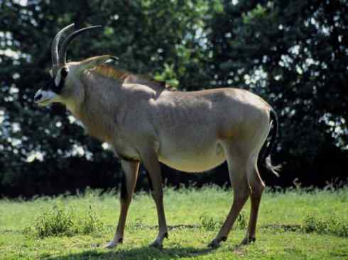 麒麟：传说的兽原型探秘（马羚）