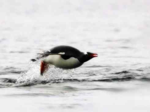 鸟类之最:巴布亚企鹅 鸟类之最:巴布亚企鹅
