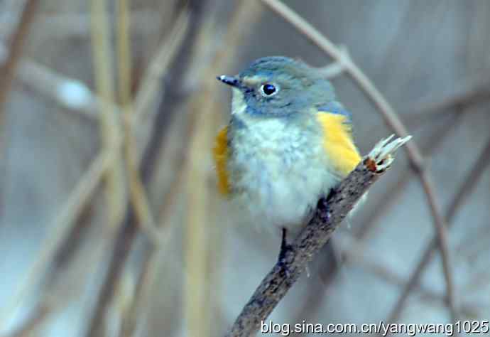 北京植物园的鸟类——迟发的博文【红肋蓝尾鸲（雄性）3…