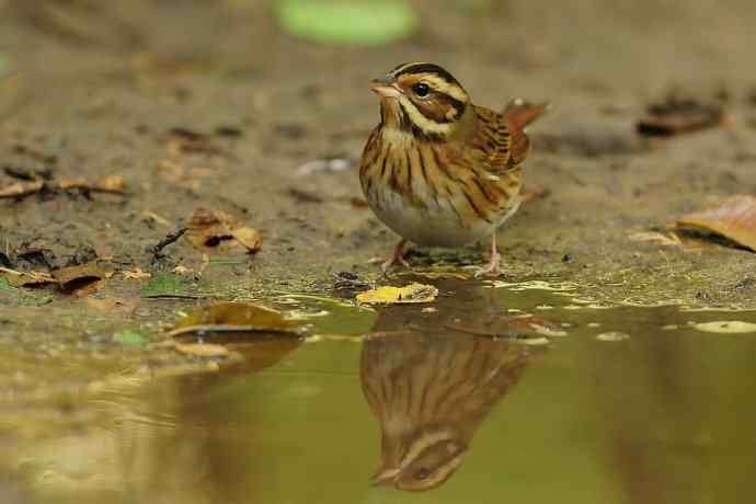 金汤沐浴.天坛白眉鹀