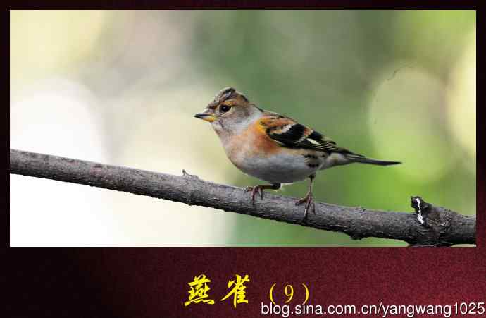 北京天坛公园的鸟类——燕雀（9）