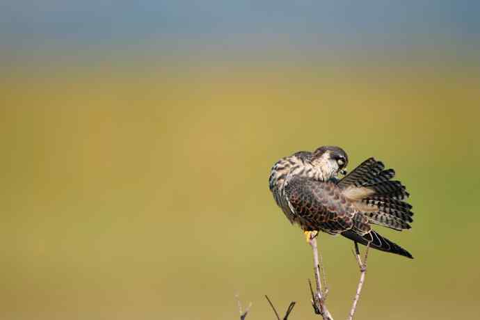 枝头秀（晨光中的小隼）