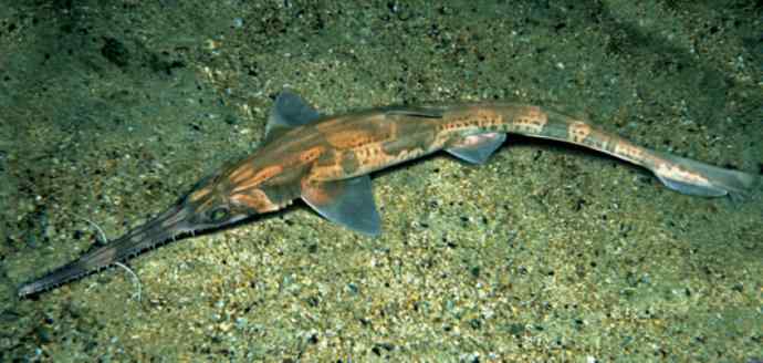 鱼类活化石:锯鳐 鱼类活化石:锯鳐