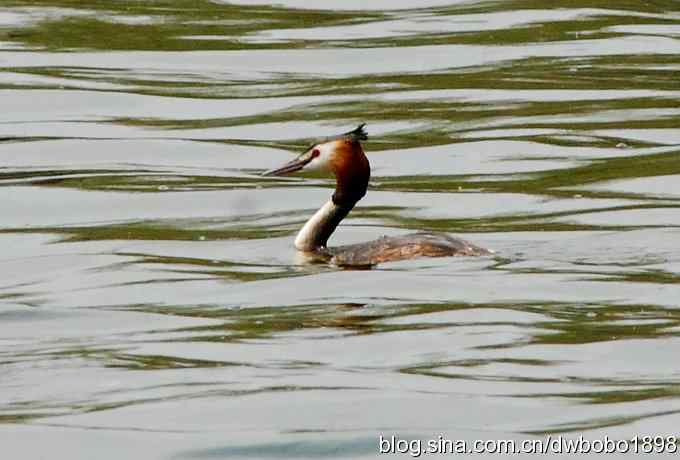 沙河观鸟 沙河观鸟