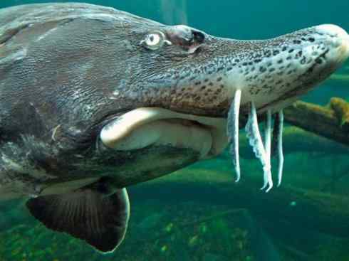 鱼类活化石：中华鲟