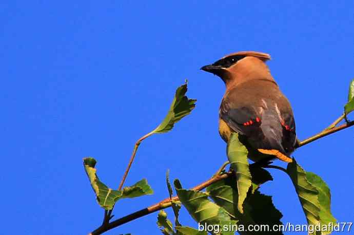 雪松太平鸟（5）