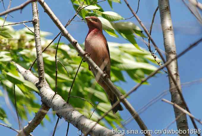 朱雀和北宫的鸟