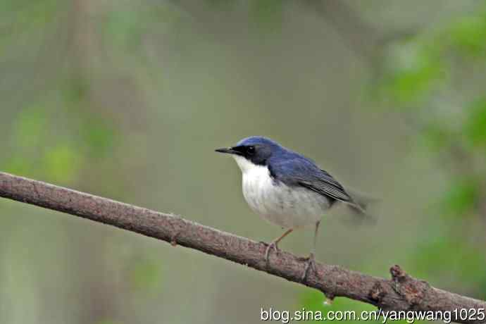 雄性蓝歌鸲（13）