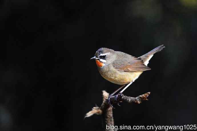 同是红喉不同宗