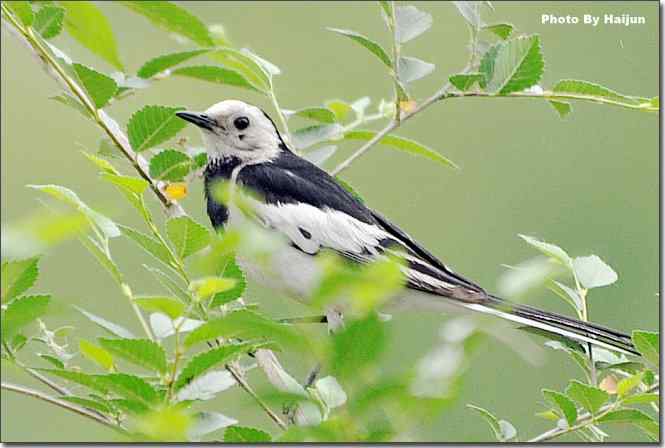  点击图片或使用键盘← →翻页