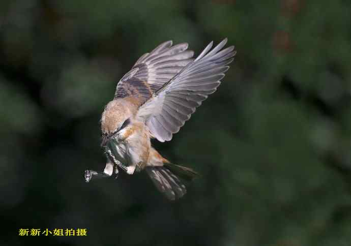 211.小伯劳成长记(5)结束篇--群友部分精彩作品选