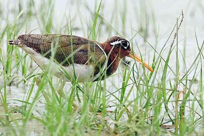 再上衡水湖 wbr续拍明星鸟