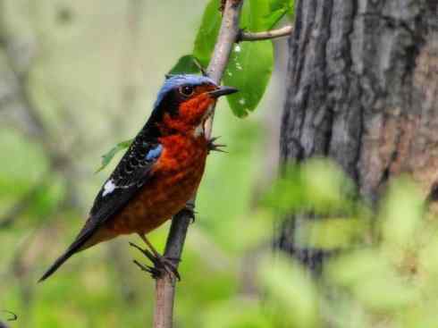 美丽无罪：雀鸟之矶鸫