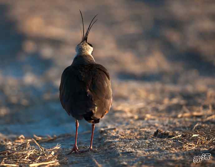 官厅水库&nbsp;wbr路&nbsp;wbr凤头麦鸡