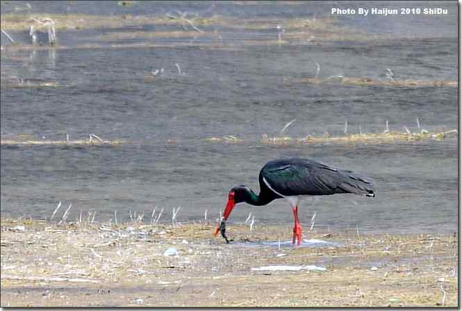  点击图片或使用键盘← →翻页