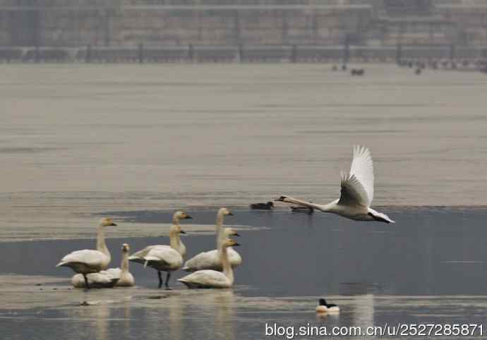 疣鼻天鹅飞临皇家园林