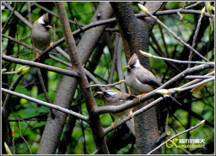阴天拍鸟之鈥湴琢旆镳题潯菊掌