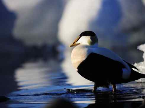 鸟类之最:欧绒鸭 鸟类之最:欧绒鸭