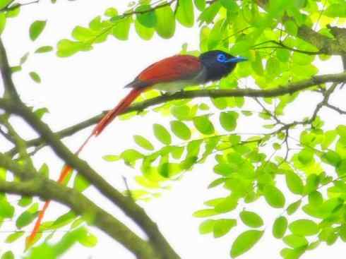 家禽驯化之源之二十九