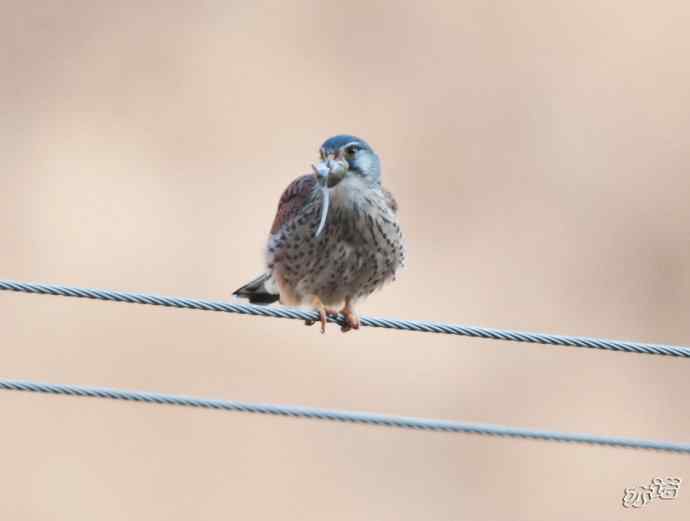 红隼吞鼠全记录（之二）
