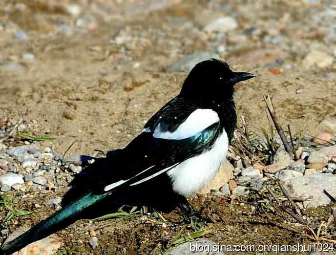 越洗越喜,一只可爱的小喜鹊