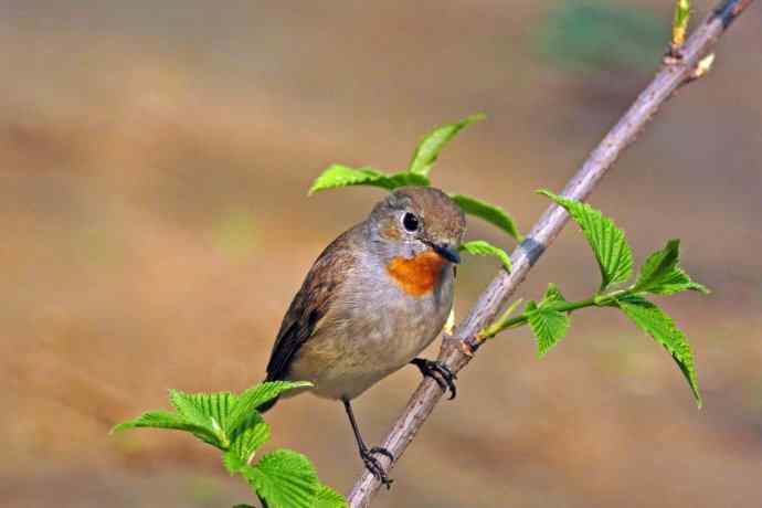 雄性红喉姬鹟(8) 雄性红喉姬鹟(8)