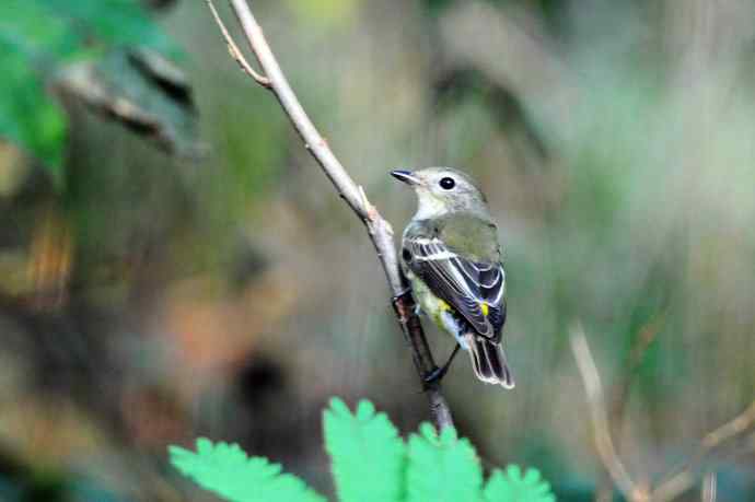 雌性白眉姬鹟（11）
