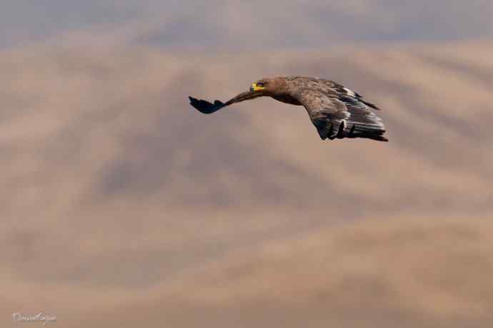草原追梦. 邂逅迎宾草原雕
