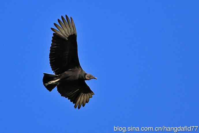 黑美洲鹫（2）