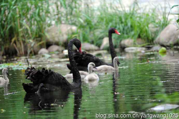 送给小朋友的图片