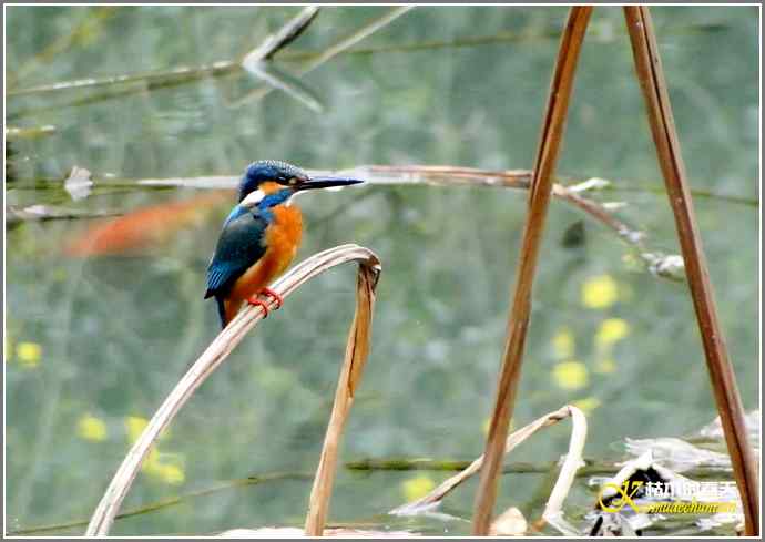 印象翠鸟【照片】