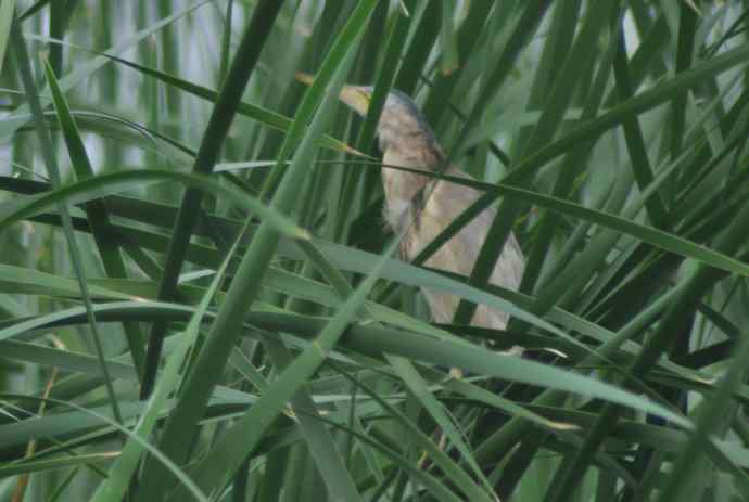 很难捕捉的苇莺 wbr2 很难捕捉的苇莺 wbr2