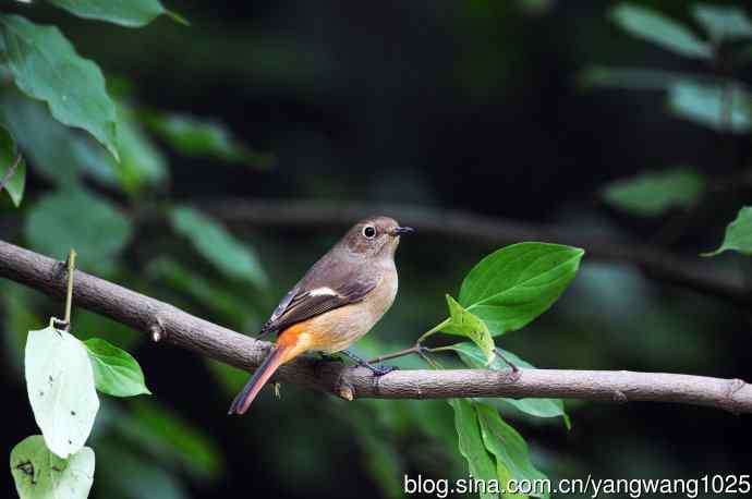 雌性北红尾鸲(10) 雌性北红尾鸲(10)