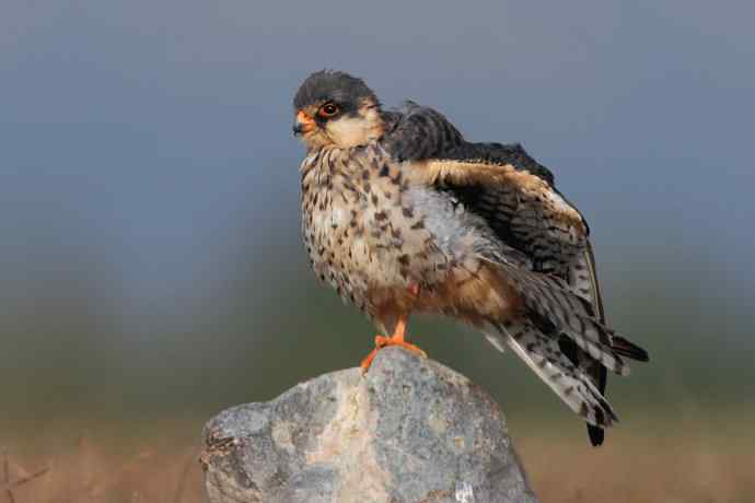 阿穆尔隼:野鸭湖黎明观猛* 阿穆尔隼:野鸭湖黎明观猛*