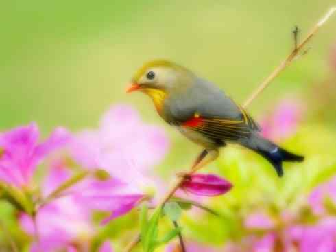 家禽驯化之源之十五 家禽驯化之源之十五