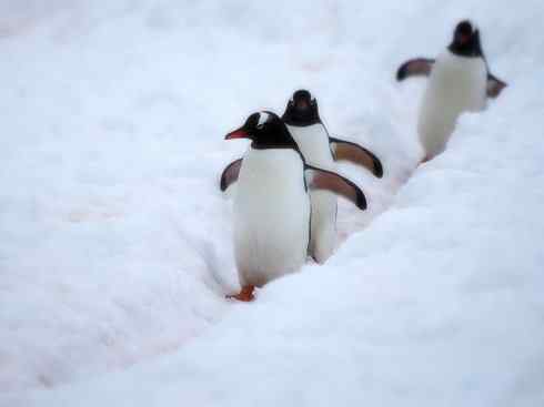鸟类之最:巴布亚企鹅 鸟类之最:巴布亚企鹅