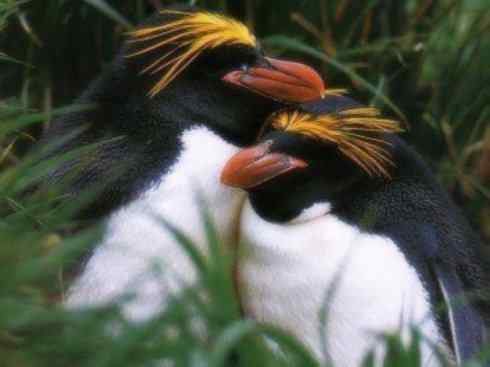 鸟类之最:巴布亚企鹅 鸟类之最:巴布亚企鹅