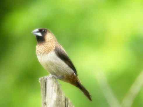 美丽无罪：雀鸟之雀类