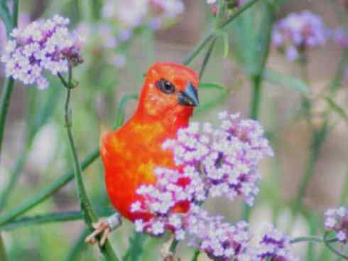 极品红色鸟类：红艳织雀