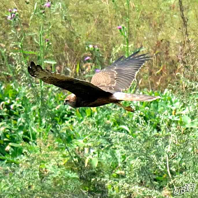 北京密云&nbsp;wbr路&nbsp;wbr白尾鹞