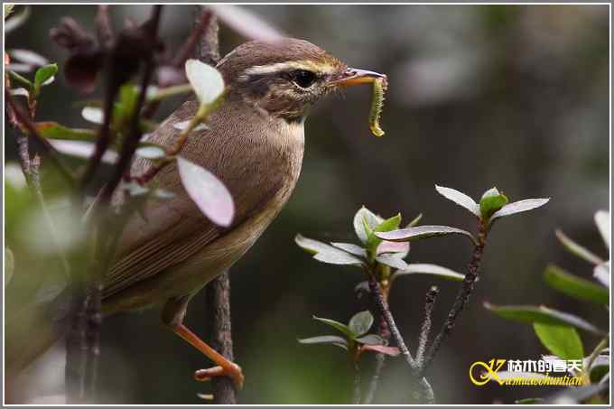 初遇鈥満至衡潯菊掌