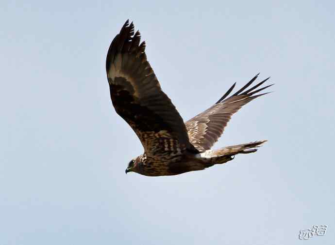 官厅水库拍鸟——白腹鹞