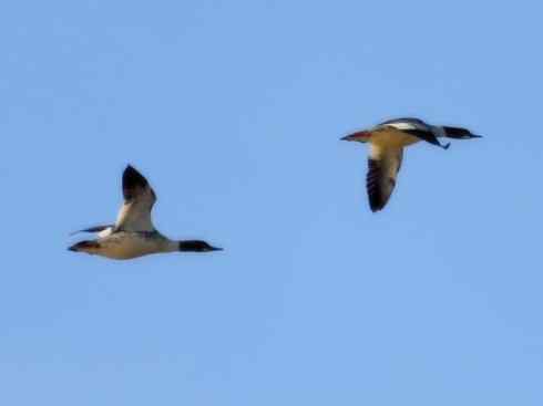 雁鸭之最之七（冠麻鸭、秋沙鸭、鹊鸭）